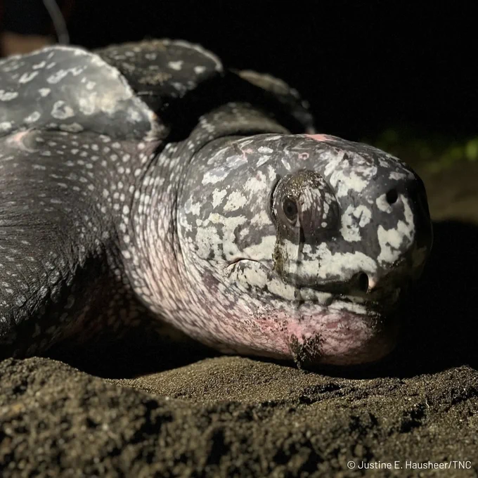 The image shows a close-up of a leatherback sea turtle resting on dark sand. Its textured skin features a distinctive pattern of white and dark spots. The background is dimly lit, highlighting the turtle as the focal point.