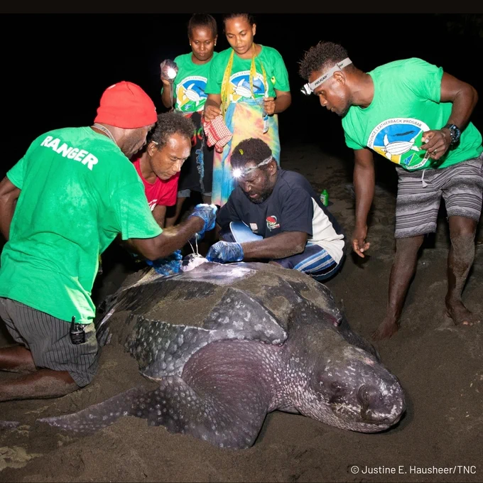 A group of individuals on a beach at night, some wearing headlamps and "Ranger" shirts, gathered around a leatherback sea turtle. They appear to be examining or tending to the turtle.