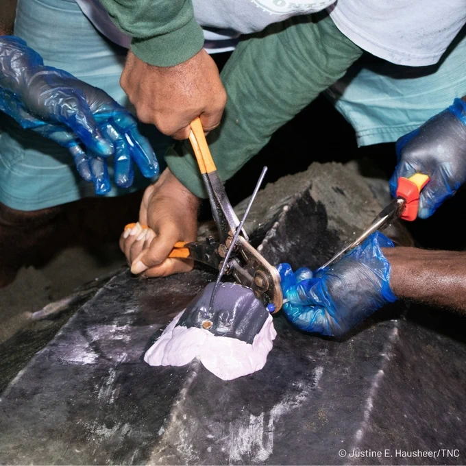 Two people are cleaning a leatherback turtle with tools. One person sprays water while another cuts excess material from the turtle's shell. They are wearing protective gloves.