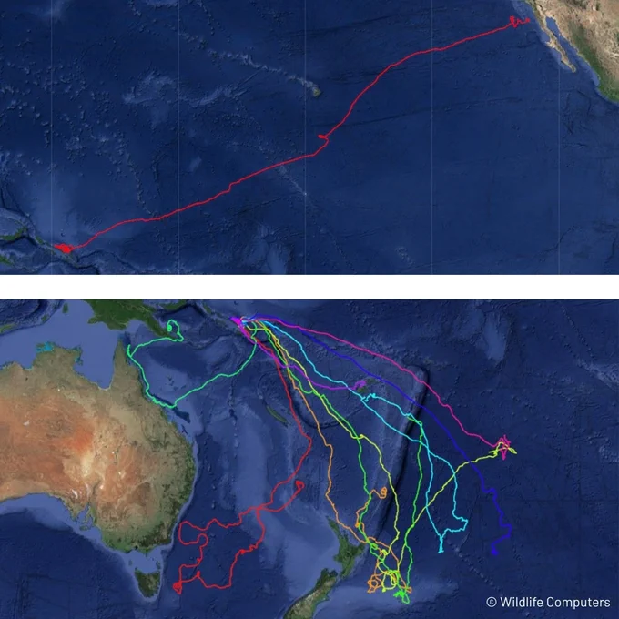 Map showing two sections. The top section displays a red line tracking movement across the eastern Pacific Ocean. The bottom section shows multiple colored lines indicating various travel paths in the Pacific, near Asia and Oceania. Each line represents different routes taken across the ocean.