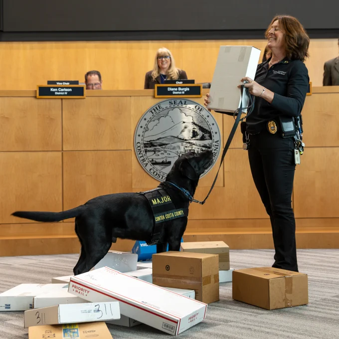 Major sniffs a stack of packages on the floor of Board Chambers in Martinez, California on Tuesday, March 3, 2026.