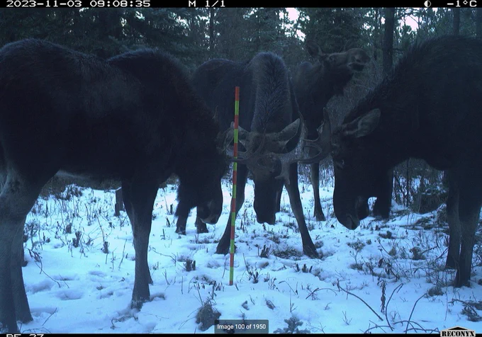 Trailcam image of three male moose standing in a circle facing one another. One additional moose is standing in the background, looking towards the circle.