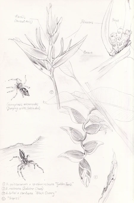 hand drawn heliconia field notes