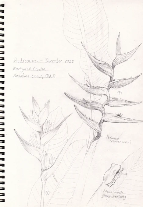 hand drawn heliconia field notes