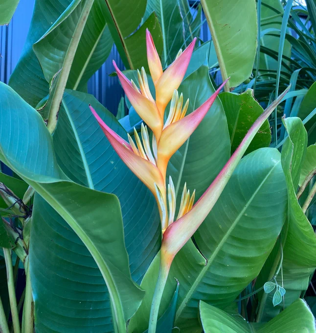 pink and yellow heliconia flower growing among dense green foliage