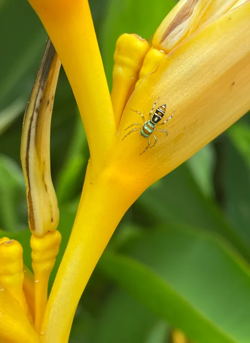 Metallic spider on a heliconia flower
