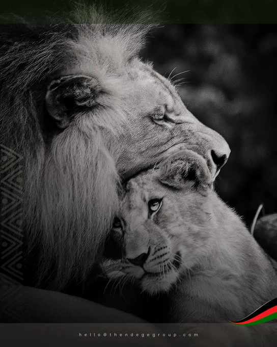 Close-up monochrome photograph of a male lion resting his head against a younger lion, faces pressed together in an expression of protection and generational continuity, dark natural background, faint Ndege geometric watermark on the left edge. The image evokes the relationship between stewardship and succession: the experienced principal sheltering the emerging institution, a visual metaphor for The Ndege Foundation’s governance model in which seasoned trustees, guardians and partners anchor Africa’s Sovereign Development Trust® across generations. The Ndege Foundation© | Africa’s Sovereign Development Trust® (ASDT) | hello@thendegegroup.com