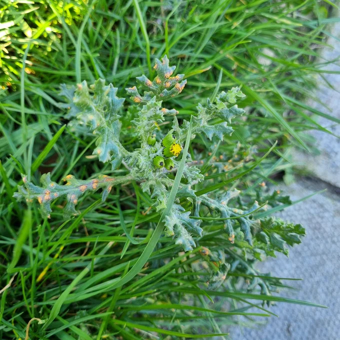 Green grass blades and pavement background.  Small plant with long frilly leaves, some with orange spots. One cluster of bright yellow flowers open.