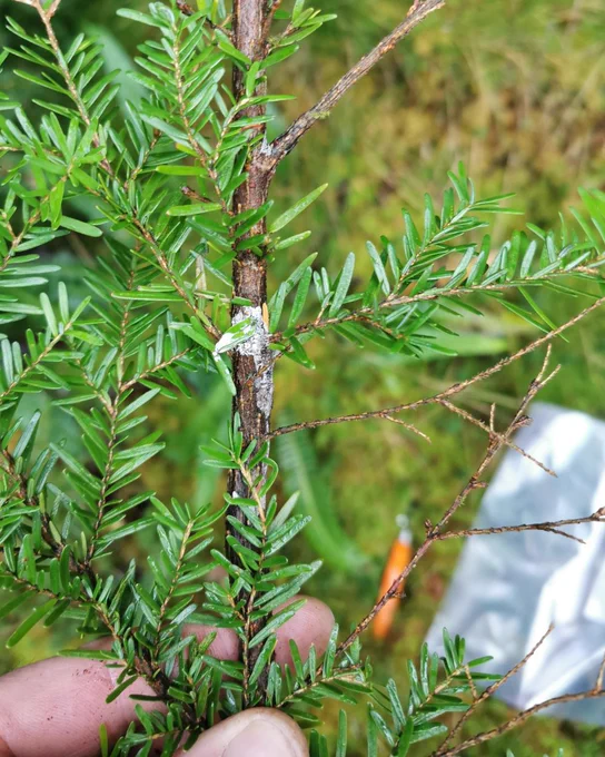 P. pluvialis infection