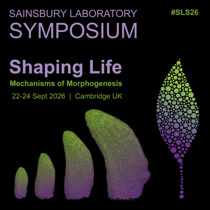 Sainsbury Laboratory Symposium 2026 logo - Shaping Life-Mechanisms of Morphogenesis. Timelapse of a developing Arabidopsis leaf imaged at 9-12 days old under a confocal microscope, with cells segmented and coloured using MorphographX software. Images by Sarah Attrill.