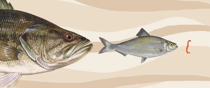 An illustration of a bass about to eat a river herring that is about to eat a worm.