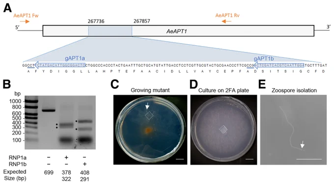 Fig. 2.
Generation of 2-fluoroadenine (2-FA)-resistant individuals of Aphanomyces euteiches.
