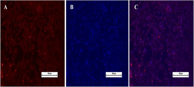 Fig. 9. Immunofluorescence staining for MyoD at passage 15th, Scale bar: 100 μm. (A) Cells stained with MyoD (Red fluorescence); (B) Cells stained with DAPI; (C) Merged (MyoD & DAPI).