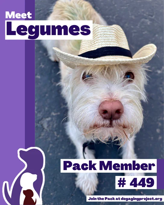 Pack Spotlight of Pack Member Legumes, a shaggy white dog wearing a straw cowboy hat with a black band looks up at the camera. Text below reads Pack Member #449 - join the pack at dogagingproject.org