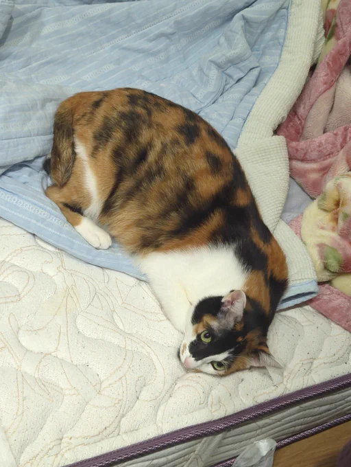 うちのねこ、きゅうちゃんです