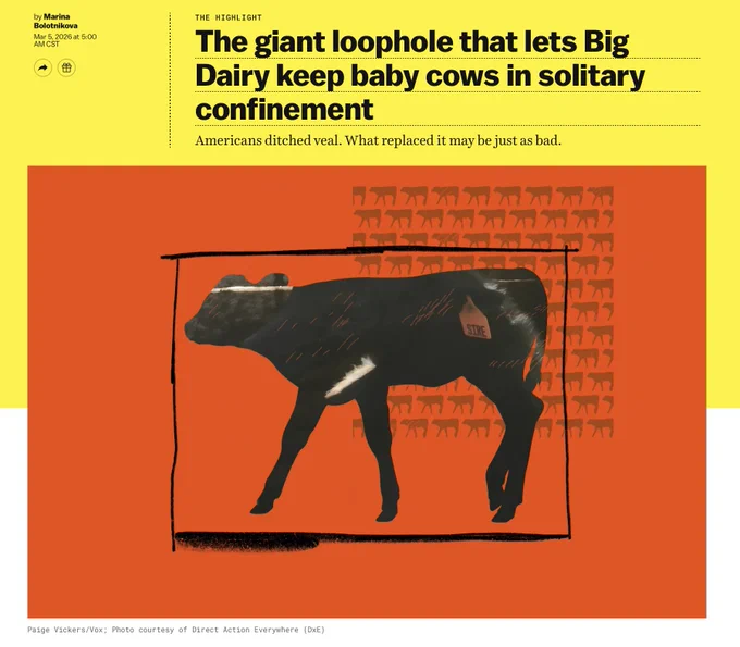 Screenshot of a Vox article page with a bright yellow header. The headline reads, “The giant loophole that lets Big Dairy keep baby cows in solitary confinement,” with the subhead, “Americans ditched veal. What replaced it may be just as bad.” Below the text is an illustration of a black-and-white calf standing inside a rough, hand-drawn rectangular “stall” on an orange background patterned with small cow silhouettes.
