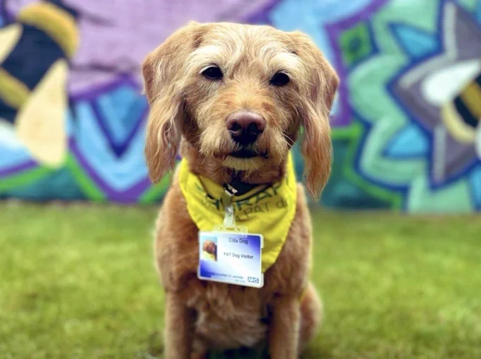 Cilla the dog with colleagues and sitting with patients