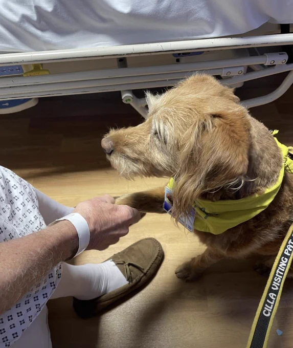 Cilla the dog with colleagues and sitting with patients