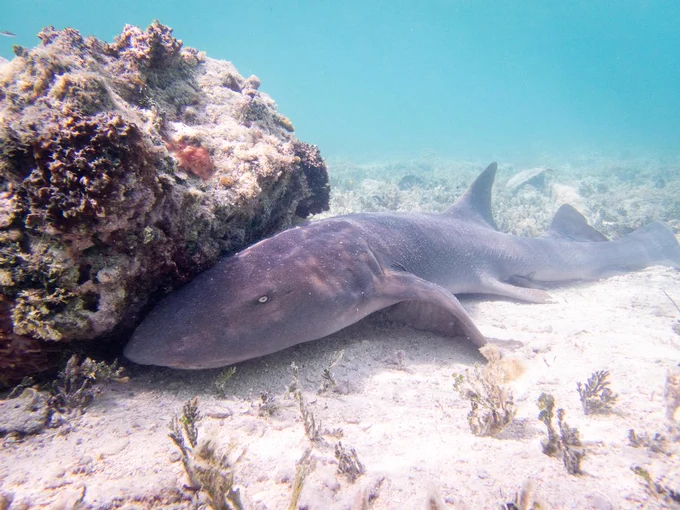 A nurse shark hiding half of their face behind a reef rock