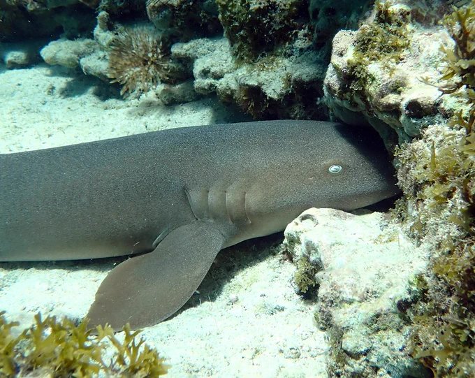 A nurse shark (Ginglymostoma cirratum) rests motionless on the sand while hiding their face (their snout mostly) under a small reef crevice
