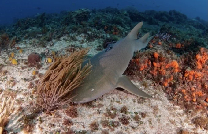A nurse shark hiding behind a coral