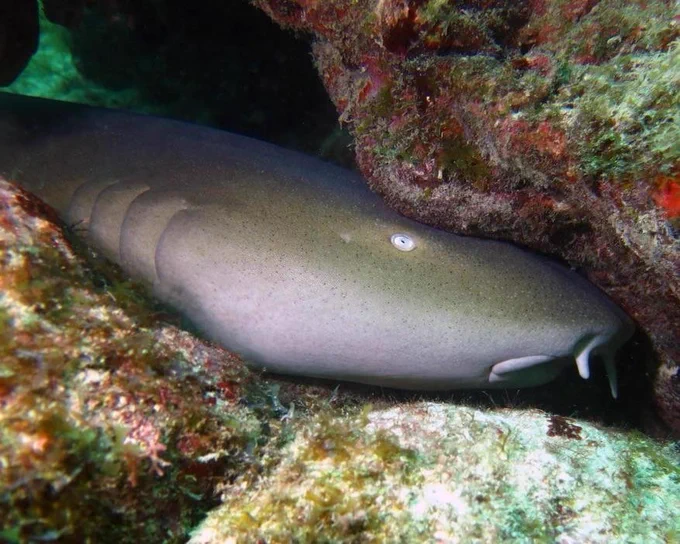 Close up of a nurse shark hiding their face under a very tight reef cave or crevice