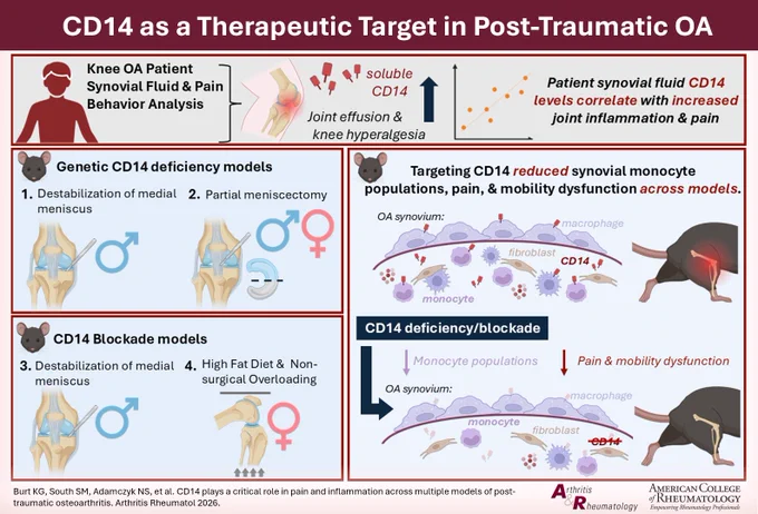 CD14 plays a critical role in pain and inflammation across multiple models of post-traumatic osteoarthritis. Graphical abstract created using BioRender