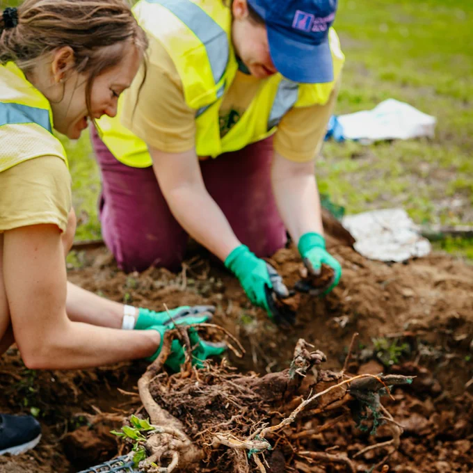 Two volunteers wearing gloves and safety vests planting a tree sapling with exposed roots in freshly dug soil outdoors.