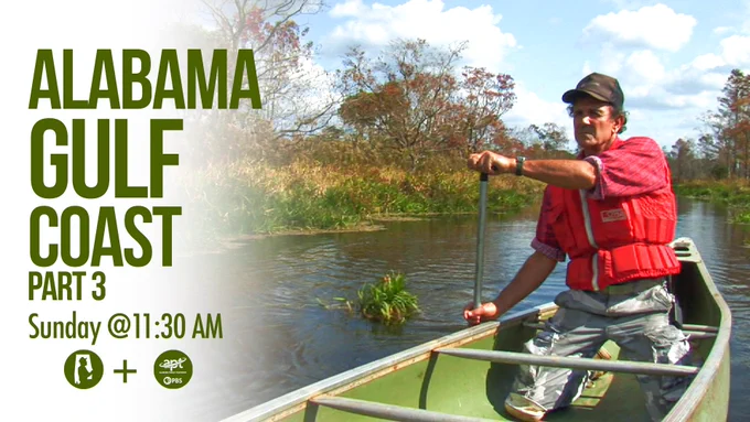 A person paddles a canoe through a calm waterway surrounded by greenery and trees. They are wearing a red life jacket and a cap. Text to the left reads: "Alabama Gulf Coast Part 3, Sunday @11:30 AM" along with the APT channel logo.