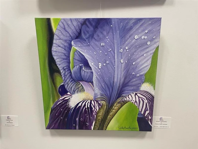 A vibrant painting of a purple iris, detailed with water droplets on its petals. The background includes green foliage. A label below reads "Spring Awakening by Norman Robert Catchpole." The image is displayed in a well-lit setting.