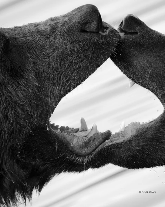 A close-up photo of two bears facing each other with mouths open, captured in black and white with dramatic symmetry and visible teeth and fur texture. Text in the lower right-hand corner reads:\u201C\u00A9 Kristi Odom.\u201D