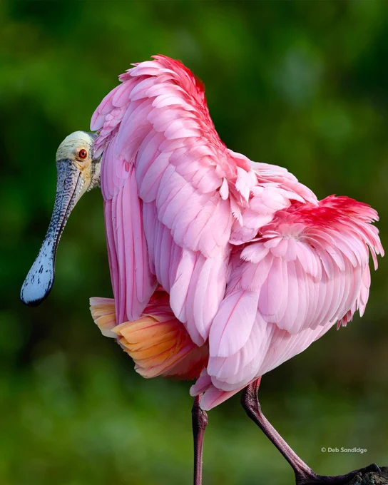 A photo of a roseate spoonbill standing on both legs, with layered pink feathers and a long spoon-shaped bill against a blurred green background. Text in the lower right-hand corner reads: \u201C\u00A9 Deb Sandidge.\u201D