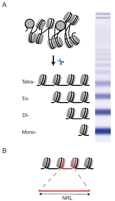 Figure 1. (A) Classical gel electrophoresis experiments showing mono-, di-, tri-, tetra-, and further multinucleosome bands upon chromatin digestion. (B) The nucleosome repeat length (NRL) is defined as the genomic distance between the centres of two neighbouring nucleosomes.