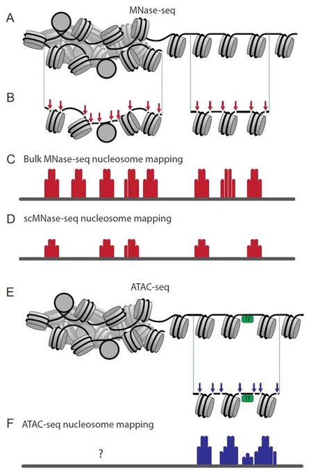 Figure 2. Nucleosome mapping using MNase-seq versus ATAC-seq. (A) In MNase-seq, nucleosomes in both open and tightly packed genomic regions are accessible to digestion. MNase preferentially cleaves DNA between nucleosomes and digests DNA until it encounters a histone octamer, which provides a footprint of nucleosome-protected DNA regions. (B) Bulk MNase-seq results in averaged maps across millions of cells, effectively capturing all possible nucleosome positioning configurations. (C) Single-cell MNase-seq (scMNase-seq) results in a noisier and sparser signal. The resulting footprints still represent nucleosome-protected regions, but not all nucleosomes are represented. (D) In ATAC-seq, open regions can be accessed by the enzyme Tn5 transposase, which can insert primers in regions free from the binding of nucleosomes and transcription factors (TFs). (E) For open chromatin regions, nucleosome maps can be obtained from ATAC-seq similar to MNase-seq. (F) Closed, tightly packed chromatin...