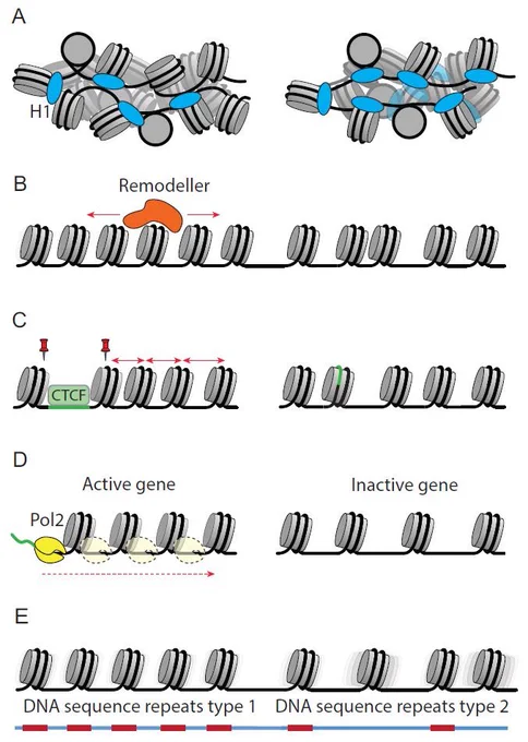 Figure 5. Molecular mechanisms affecting nucleosome spacing. (A) Linker histones H1 and nonhistone chromatin proteins which compete with H1s and modulate nucleosome spacing through structural and electrostatic mechanisms. (B) Chromatin remodellers actively reposition nucleosomes following context-dependent rules. (C) Cell state-dependent chromatin boundaries formed by CTCF and other structural proteins, as well as associated recruitment of chromatin remodellers which space nucleosomes. (D) Gene activity associated with remodeller action and RNA polymerases transcribing through the nucleosomes, leading to smaller distances between nucleosomes in regulatory regions and gene bodies. (E) DNA sequence repeats of different types.