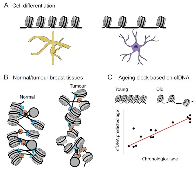 Figure 6. Examples of NRL changes in biological systems. (A) Cell differentiation leads to NRL changes between different cell types, e.g. mouse dorsal root ganglia neurons (NRL ∼165 bp) versus cortical astrocytes (NRL ∼183 bp) [175]. Schematic cell shapes are adapted from an image created in BioRender (https://BioRender.com/89trj2t). (B) Paired normal versus tumour breast tissues show NRL shortening in cancer (figure adapted from [36] under the CC BY 4.0 licence (https://creativecommons.org/licenses/by/4.0/)). (C) Nucleosome positioning derived from cfDNA of human volunteers shows NRL increase with age (figure reprinted from [79] under the CC BY 4.0 licence (https://creativecommons.org/licenses/by/4.0/)).