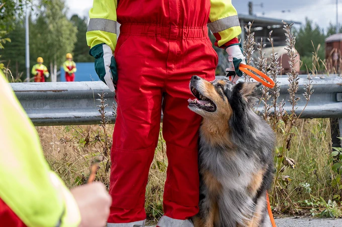 Pitkäkarvainen koira istuu ohjaajansa vieressä ja katsoo ohjaajaan päin.