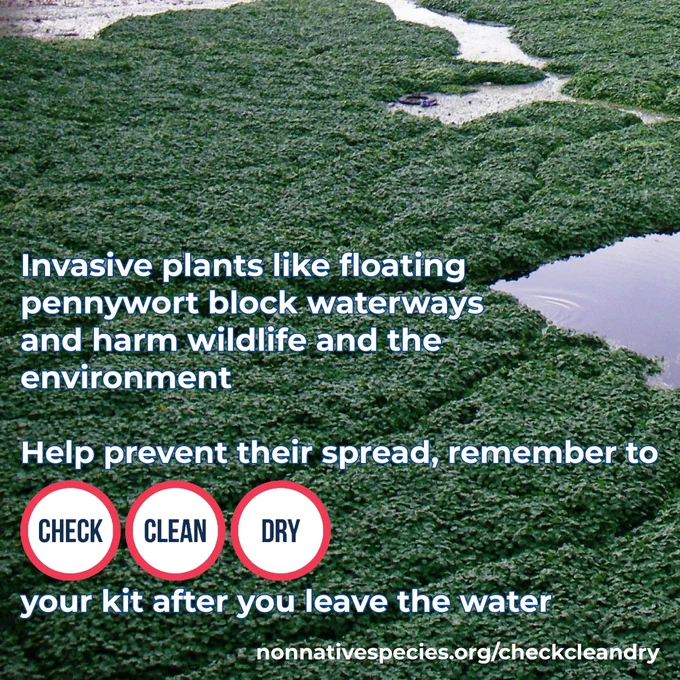 Dense mat of plants on a river