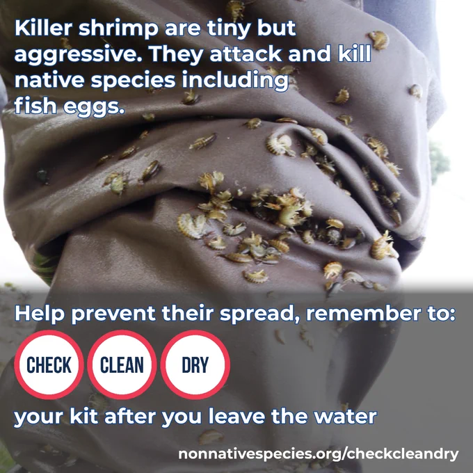 A wader boot covered in killer shrimp