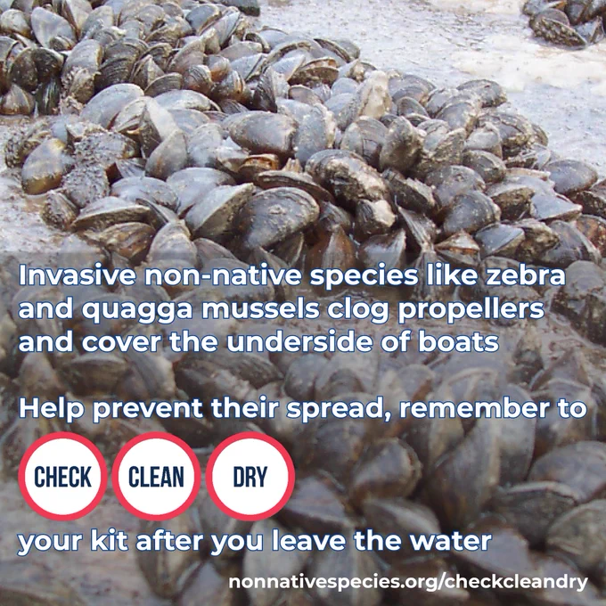 Large cluster of quagga mussels