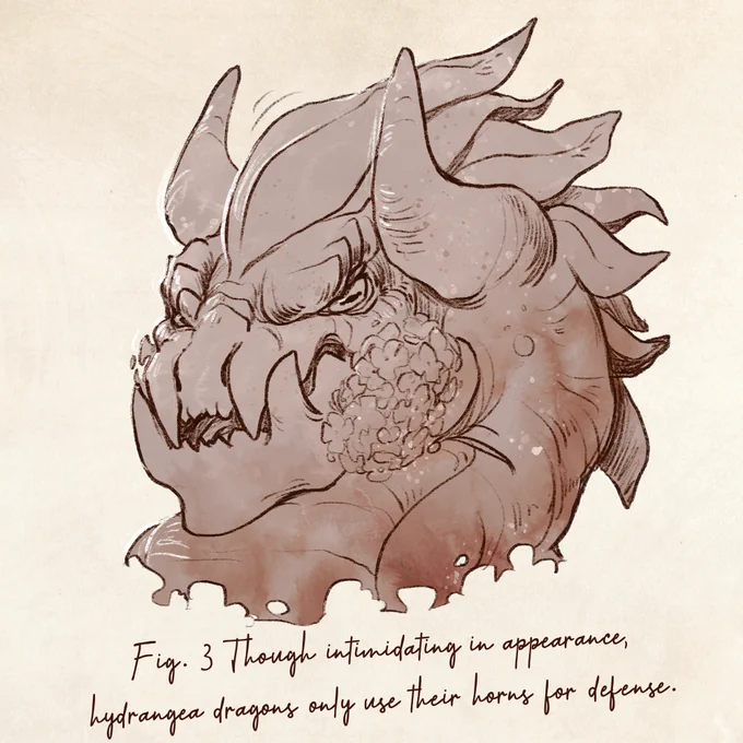 Close-up sketch of a fierce hydrangea dragon head with large defensive horns and textured scales.

Caption: Fig. 3 Though intimidating in appearance, hydrangea dragons only use their horns for defense.