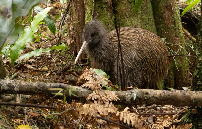 Southern Brown Kiwi, photographed on Ulva Island.