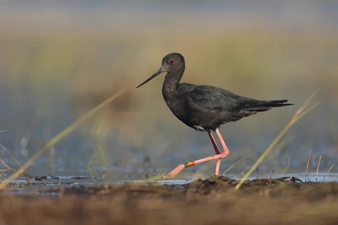 Black Stilt photographed at the Tasman River Delta.
