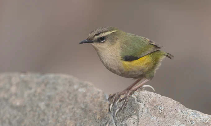 New Zealand Rock Wren, photographed on the upper slopes of the Otira Valley.