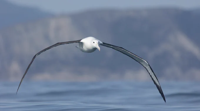 Northern Royal Albatross, photographed at sea off Kaikōura.
