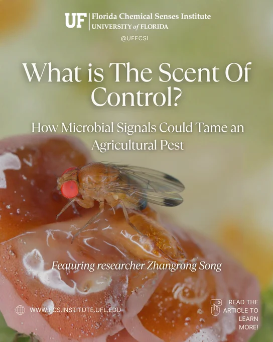 Image of a fly with text stating, "What is the scent of control? How microbial signals could tame an agricultural pest, featuring researcher Zhangrong Song."