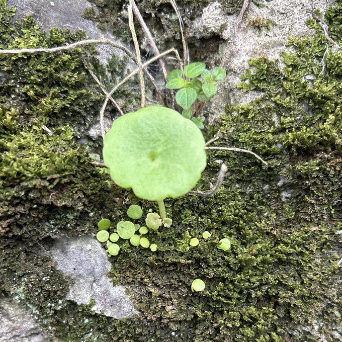 Image of a pennywort  plant with several younger plants growing around its base in a bed moss. Growing happily on a wall in the city. Umbilicus rupestris was traditionally used to treat bee stings.