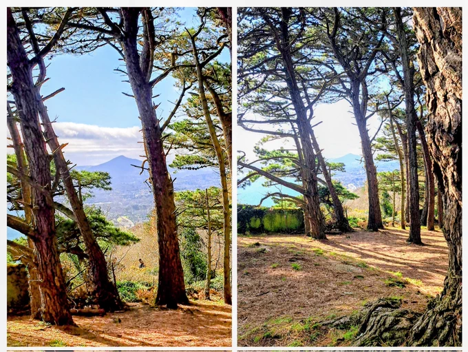 7.3.2026 11:00am ☀️
Dalkey Hill, a view thru' the pines to the Great Sugar Loaf, Co. Wicklow.
dlr Killiney Hill Park