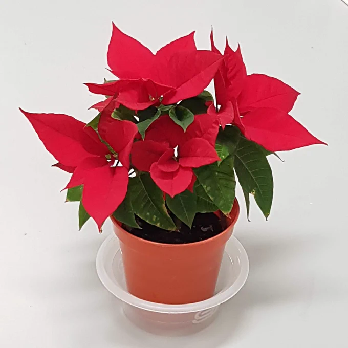Photo of a poinsettia with predominently red foliage in March.
