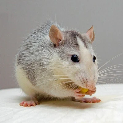 Rat Removal in NJ
